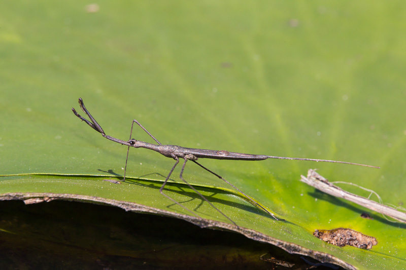 Water Scorpion (Ranatra species)